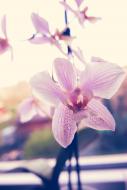 Orchidee Bilder kostenlos | freestockgallery