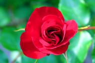 WunderschÃ¶ne rote Rose von oben - gratis Foto