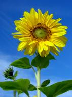 Sonnenblumen Bild zum gratis Download