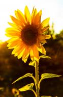 Sonnenblume im Sonnenlicht - gratis Foto | freestockgallery