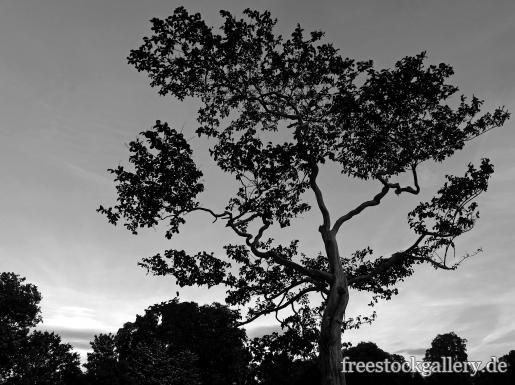 einsamer Baum - schwarz-weiÃŸ  Bild 