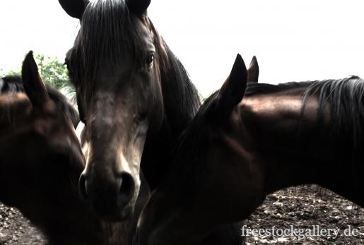  drei dunkle Pferden - dÃ¼ster, unheimlich, ausdruckstark