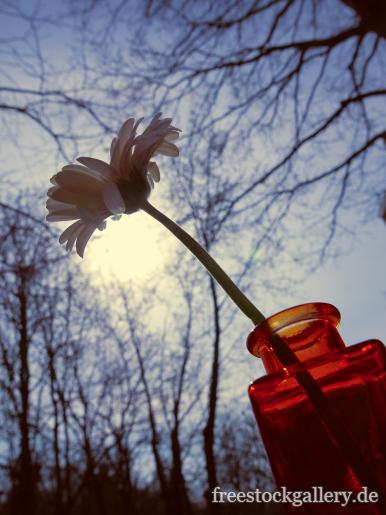 Einsame Blume in einer Vase im Freien - gratis Bild