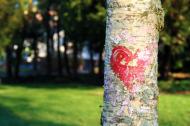 Herz an einem Baumstamm - gratis Bild | freestockgallery