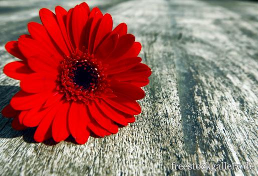 Rote Blume auf einem rustikalen Holztisch