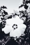 WeiÃŸe Blume - schwarz-weiÃŸ Bild zum Herunterladen | freestockgallery 