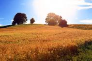Getreidefeld bei Sonnenuntergang - gratis Foto
