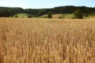 Getreidefeld auf dem Land - kostenloses Bild | freestockgallery