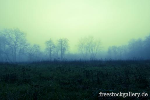 Nebel in der Natur