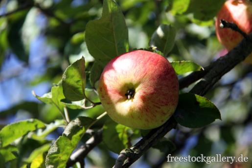 Kostenfreies Gratisfoto von einem Apfel im Baum