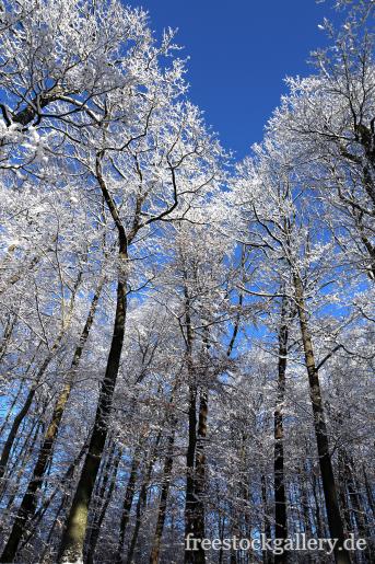 Schneebedeckte BÃ¤ume im Wald - Winter