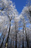 Schneebedeckte BÃ¤ume im Wald - gratis Bild