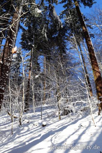 BÃ¤ume im Wald mit Schnee