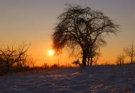Baum im Sonnenuntergang  - Winterbild zum Download