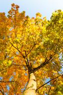Baum im Herbst - kostenlose Bilder Download | freestockgallery