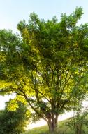 Baum der im Sonnenlicht leuchtet - gratis Bild zum Download