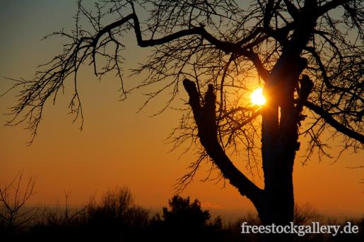 Kahler Baum bei Sonnenuntergang
