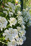 WeiÃŸe Blumen am Wegesrand - gratis Foto Download