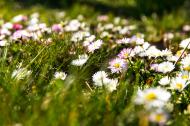 Gänseblümchen in der Natur - kostenloses Foto | freestockgallery