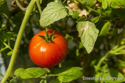 Garten Tomate am Strauch