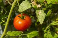 Garten Tomate am Strauch - gratis Foto