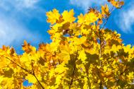 Gelbe AhornblÃ¤tter im Herbst - kostenlose Bilder | freestockgallery