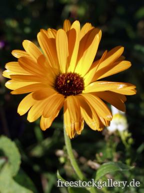 gelbe Blume - Blumenbild