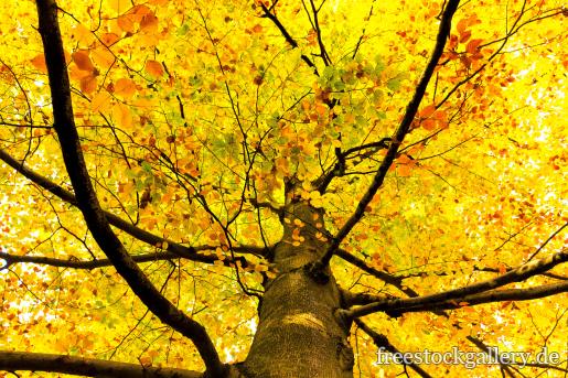 Gelbe HerbstblÃ¤tter an einem Baum - Herbstbild