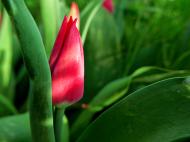 Geschlossene rote Tulpe - kostenloses Bild