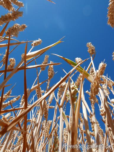 Weizen - GetreideÃ¤hren auf einem Weizenfeld