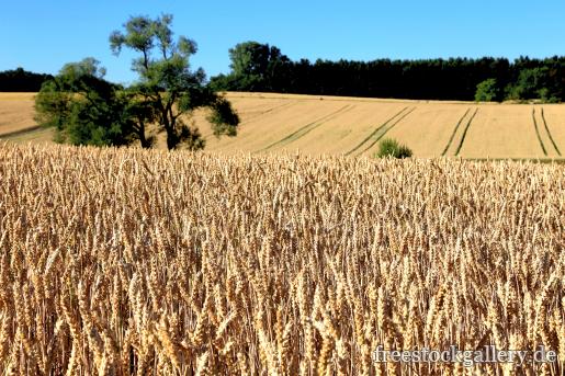 Getreidefeld im Sommer - Weizen