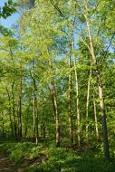 Günne Bäume im Wald - gratis Foto Download | freestockgallery