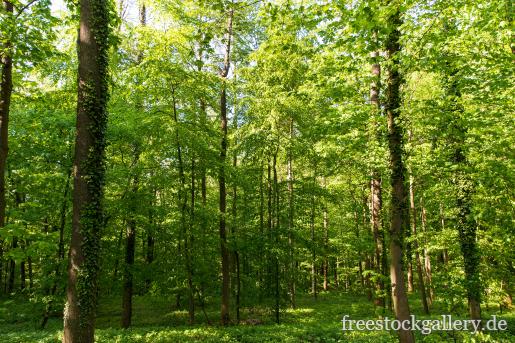 grüner Wald mit Bäumen
