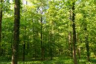 Grüner Wald - kostenlose lizenzfreie Bilder