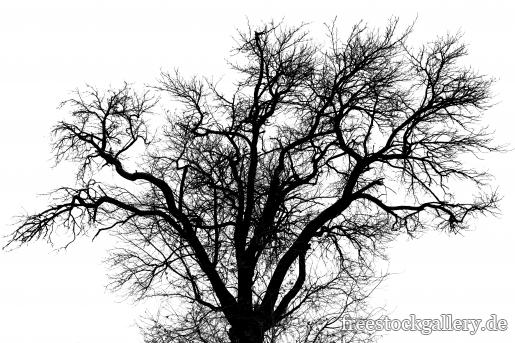 Kahle Ã„ste an einem Baum