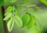 Kleine grüne Blätter an einem zarten Ast â€“ gratis Bild