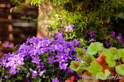 Glockenblumen - Lila Topfpflanze Blumen