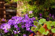 Glockenblumen - Lila Blumen, Topfpflanze - gratis Bild