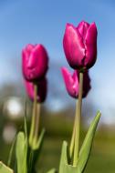 Lila Tulpen in der Natur - kostenlose Bilder | freestockgallery