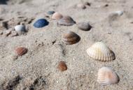 Muscheln am Strand - kostenlose Bilder zum Download
