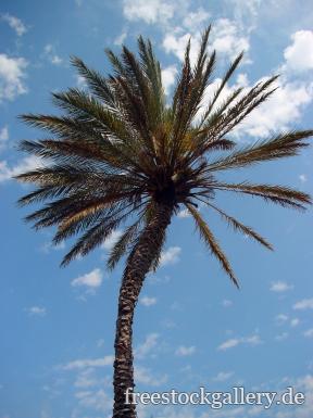 Eine Palme mit langem Stamm und blauen Himmel zum kostenfreien Download