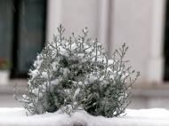 Pflanze im Winter - kostenloses Bild | freestockgallery 