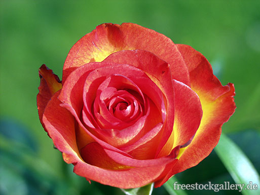 Rote Rose - Bild zum gratis Download