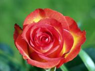 Bild von einer rote Rose zum gratis Herunterladen