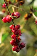 Rote Beeren am Strauch - gratis Bild