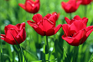 Rote Tulpen auf einer grÃ¼nen Wiese - gratis Bild