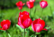 Rote Tulpen auf einer grÃ¼nen Wiese - gratis Fotos | freestockgallery