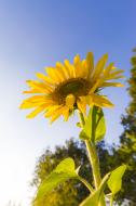 Sonnenblume - kostenlose lizenzfreie Bilder | freestockgallery