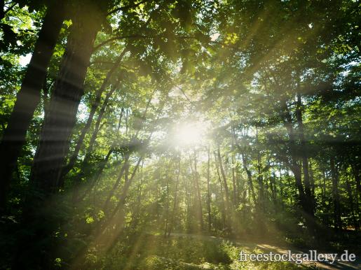 Sonnenlicht bricht durch die Bäume - kostenlose Bilder