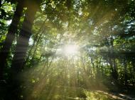 Sonnenlicht bricht durch die Bäume - kostenloses Bild